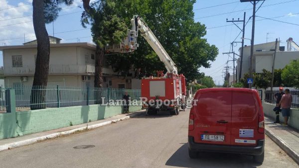 Λαμία: Η Πυροσβεστική έκοψε επικίνδυνο κλαδί που κρεμόταν από δέντρο