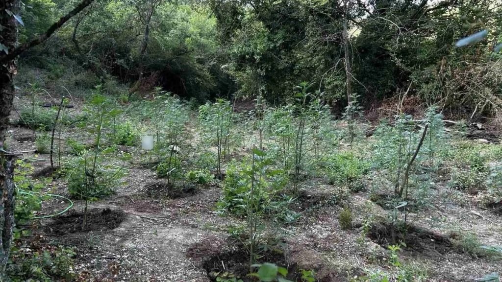Έτσι εντοπίστηκαν τα 2.033 δενδρύλλια κάνναβης σε δύσβατη περιοχή της δυτικής Φθιώτιδας (ΒΙΝΤΕΟ)