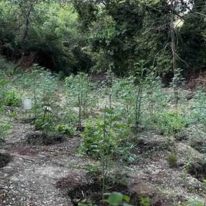 Έτσι εντοπίστηκαν τα 2.033 δενδρύλλια κάνναβης σε δύσβατη περιοχή της δυτικής Φθιώτιδας (ΒΙΝΤΕΟ)