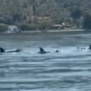 Εντυπωσιακές εικόνες από κοπάδι δελφινιών στα νερά του Παγασητικού -Δείτε βίντεο