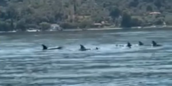 Εντυπωσιακές εικόνες από κοπάδι δελφινιών στα νερά του Παγασητικού -Δείτε βίντεο