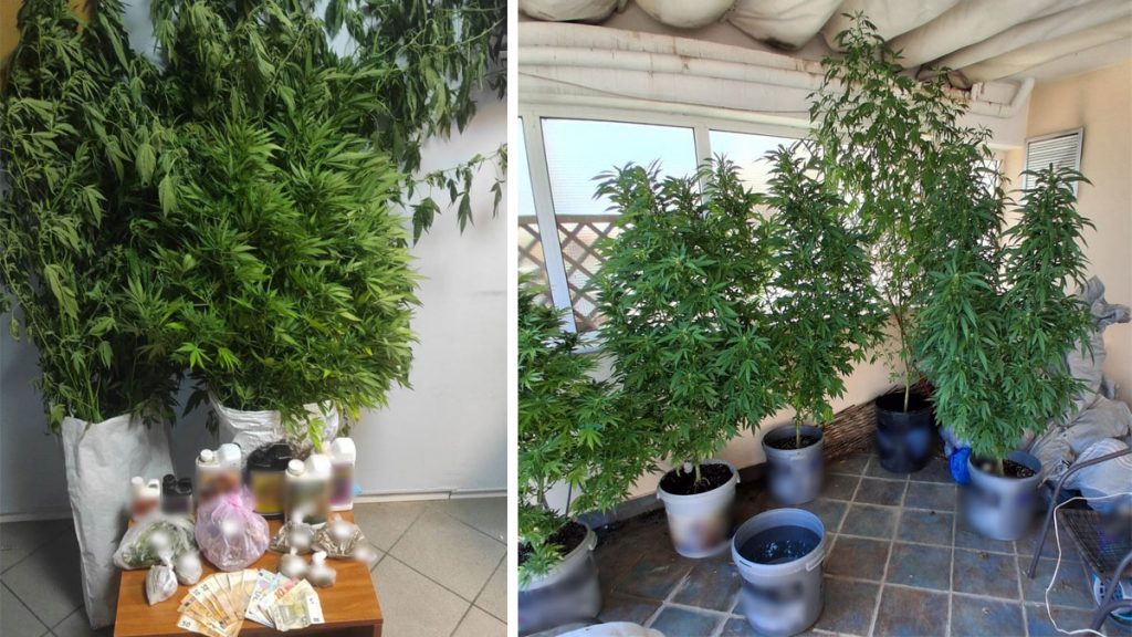 Χαλκίδα: Χειροπέδες σε 65χρονο για χασισόδεντρα στο μπαλκόνι - Αναζητούν την κόρη του και το σύντροφό της