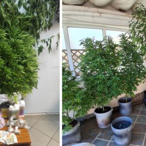 Χαλκίδα: Χειροπέδες σε 65χρονο για χασισόδεντρα στο μπαλκόνι - Αναζητούν την κόρη του και το σύντροφό της