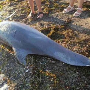 Νεκρό δελφίνι εντοπίστηκε στην παραλία της Αρετσούς στη Θεσσαλονίκη