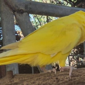 Βρέθηκε παπαγάλος μέσα σε κήπο - Μήπως τον αναζητάτε;