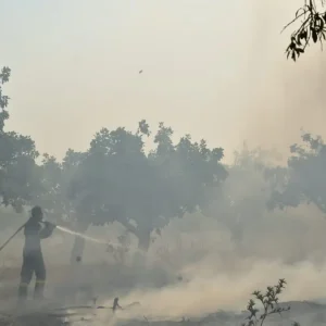 Πυρκαγιά στο Σκάλωμα Φωκίδας: Άρχισαν οι αυτοψίες, σε εξέλιξη οι έλεγχοι και η διαδικασία αποζημιώσεων