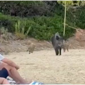 Βίντεο: Αγριογούρουνα εμφανίστηκαν σε παραλία της γαλλικής ριβιέρας