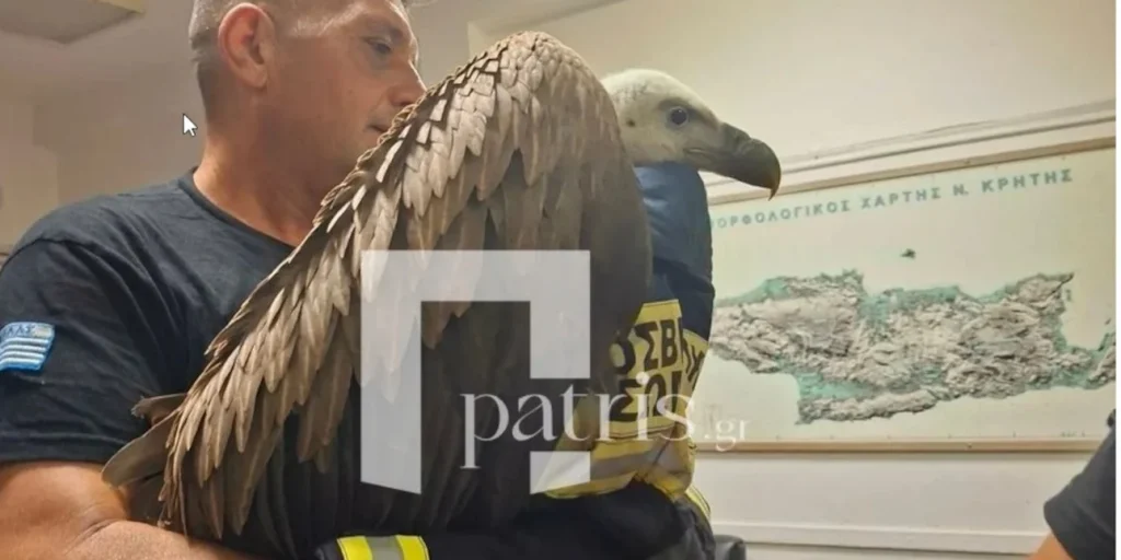 Γύπας δεν έφευγε από το φτερό αεροπλάνου που ήταν έτοιμο για απογείωση - Πώς τον «έπιασαν» (ΒΙΝΤΕΟ)