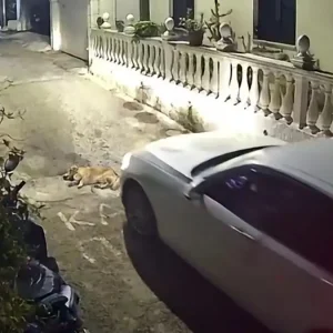 Φρίκη στην Κέρκυρα: Οδηγός αυτοκινήτου πατάει και σκοτώνει σκύλο που κοιμόταν – Πολύ σκληρό βίντεο