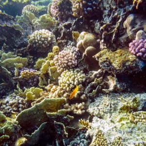Σκάφος αναψυχής στη Σκόπελο λεηλατούσε τον ελληνικό βυθό, η ΔΕΟΣ κατέσχεσε προστατευμένα κοράλλια αξίας 800.000 ευρώ
