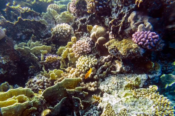 Σκάφος αναψυχής στη Σκόπελο λεηλατούσε τον ελληνικό βυθό, η ΔΕΟΣ κατέσχεσε προστατευμένα κοράλλια αξίας 800.000 ευρώ