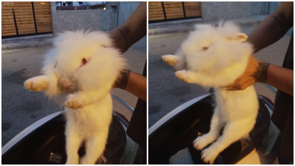 Βρέθηκε το κουνελάκι της φωτογραφίας στο Αχλάδι - Μήπως το αναζητάτε;