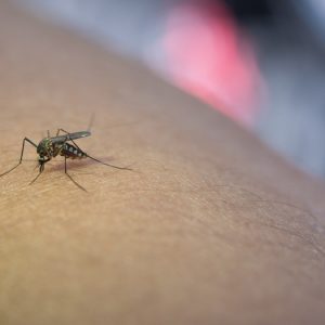 Ιός του Δυτικού Νείλου: Συναγερμός για τα κουνούπια σε 63 δήμους σε όλη τη χώρα