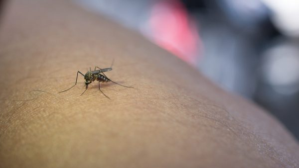Ιός του Δυτικού Νείλου: Συναγερμός για τα κουνούπια σε 63 δήμους σε όλη τη χώρα