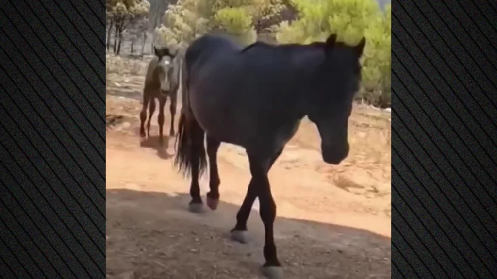 Συγκινητικό βίντεο: Τα άλογα που έφυγαν τρομαγμένα από τη φωτιά στη Δυτική Αττική, πίνουν νερό από το χέρι πυροσβεστών
