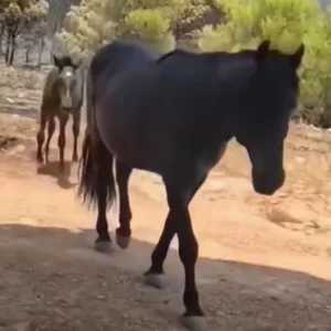 Συγκινητικό βίντεο: Τα άλογα που έφυγαν τρομαγμένα από τη φωτιά στη Δυτική Αττική, πίνουν νερό από το χέρι πυροσβεστών