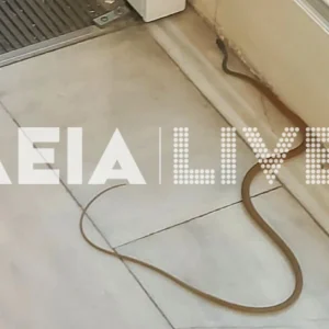 Αναστάτωση στο Νοσοκομείο Πύργου, φίδι εμφανίστηκε στα Επείγοντα, δείτε φωτογραφίες