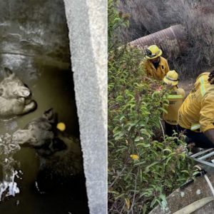 Αρκούδα και τα 3 μικρά της παγιδεύτηκαν σε δεξαμενή στην Καλιφόρνια – «Έκοψαν» το τσιμέντο για να τις σώσουν
