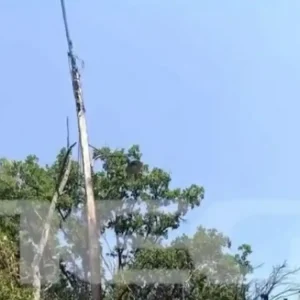 Φωτιά στη Χαλκιδική: Από πτώση δέντρου σε κολώνα ρεύματος φέρεται να ξεκίνησε η πυρκαγιά – Εικόνες από το «σημείο μηδέν»
