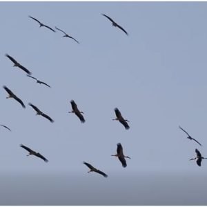 Σμήνος λευκών πελαργών αποχαιρετά το Δέλτα Σπερχειού - Δείτε το εντυπωσιακό βίντεο