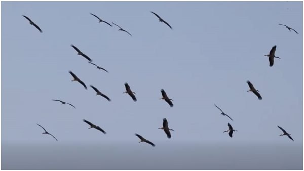 Σμήνος λευκών πελαργών αποχαιρετά το Δέλτα Σπερχειού - Δείτε το εντυπωσιακό βίντεο