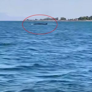Κάτοικος Καμένων Βούρλων η νεαρή πτεροφάλαινα που εντυπωσιάζει
