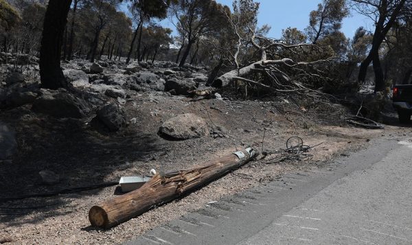 Η απώλεια του δάσους «εκτόξευσε» τη θερμοκρασία του εδάφους έως και 14°C στο Πόρτο Γερμενό