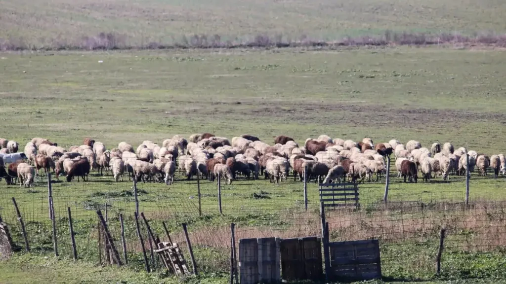 Έλεγχοι ΑΑΔΕ σε στάνες της Κρήτης – Κλήθηκαν 195 κτηνοτρόφοι, 120 δεν προσήλθαν και χάνουν τις επιδοτήσεις