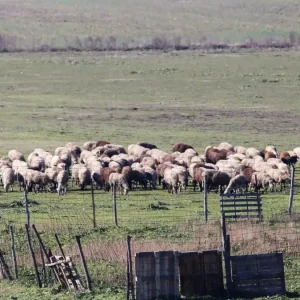 Έλεγχοι ΑΑΔΕ σε στάνες της Κρήτης – Κλήθηκαν 195 κτηνοτρόφοι, 120 δεν προσήλθαν και χάνουν τις επιδοτήσεις