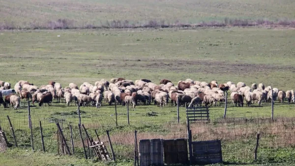 Έλεγχοι ΑΑΔΕ σε στάνες της Κρήτης – Κλήθηκαν 195 κτηνοτρόφοι, 120 δεν προσήλθαν και χάνουν τις επιδοτήσεις