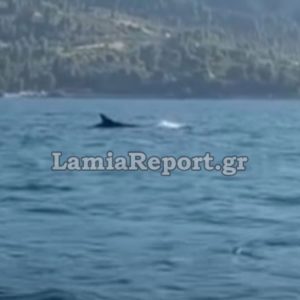 Νέα εμφάνιση στα Καμένα Βούρλα της νεαρής πτεροφάλαινας που εντυπωσιάζει - Δείτε βίντεο