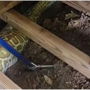 Τεράστιος πύθωνας με πρησμένη κοιλιά βρέθηκε κάτω από την αποθήκη οικογένειας – Αυτό ήταν το τελευταίο του γεύμα