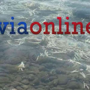 Γέμισε υπολείμματα πουλερικών η παραλία και η θάλασσα στον Μαλακώντα Ευβοίας (ΦΩΤΟ)