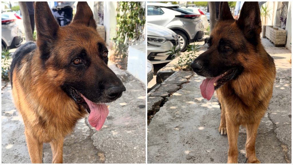 Μήπως ψάχνετε τον σκύλο της φωτογραφίας;