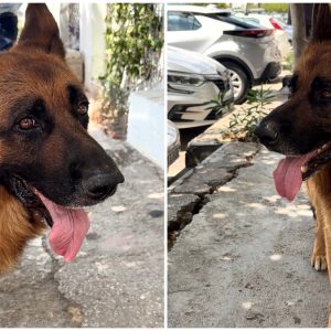 Μήπως ψάχνετε τον σκύλο της φωτογραφίας;