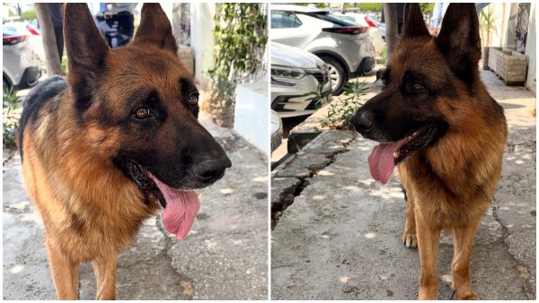 Μήπως ψάχνετε τον σκύλο της φωτογραφίας;