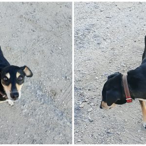 Μήπως αναζητάτε το σκυλάκι της φωτογραφίας;