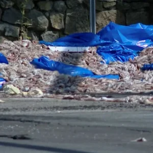 Απίστευτες εικόνες: 20 τόνοι καλαμάρια χύθηκαν στον δρόμο!
