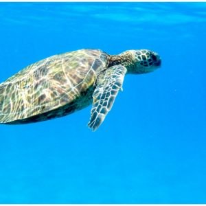 Σώθηκε θαλάσσια χελώνα που είχε παγιδευτεί σε πλαστικό δίχτυ στις Σποράδες
