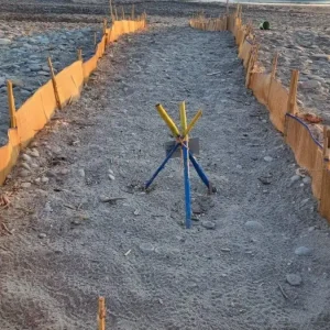 Χανιά: Ακύρωσαν beach party για να μην καταστραφούν οι φωλιές των καρέτα καρέτα – Η παρέμβαση του ΑΡΧΕΛΩΝ