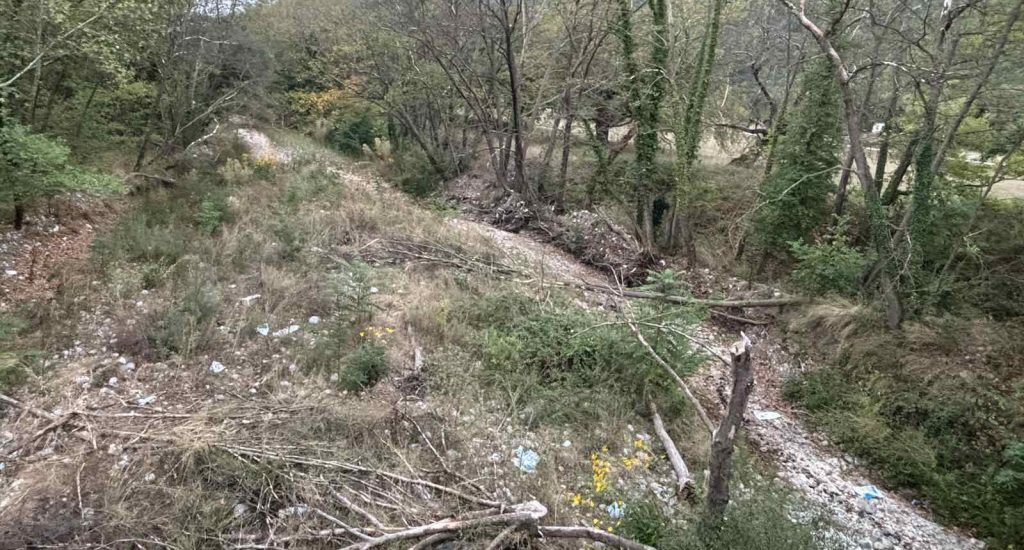 Ξεκίνησαν οι εργασίες απομάκρυνσης των προσβεβλημένων πλατάνων από την κοίτη του Βοιωτικού Κηφισού.