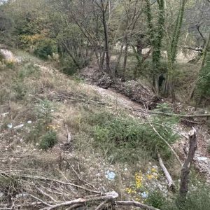 Ξεκίνησαν οι εργασίες απομάκρυνσης των προσβεβλημένων πλατάνων από την κοίτη του Βοιωτικού Κηφισού.