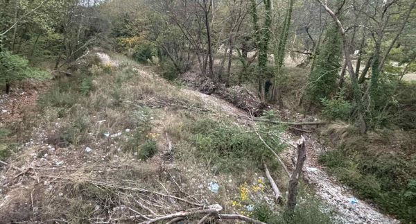 Ξεκίνησαν οι εργασίες απομάκρυνσης των προσβεβλημένων πλατάνων από την κοίτη του Βοιωτικού Κηφισού.