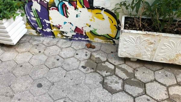 Λαμία: Ακαθαρσίες και σκουπίδια όπου βρουν από τη γνωστή κοινωνική ομάδα