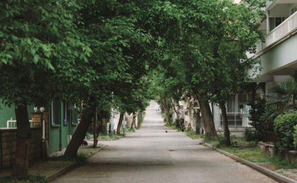 Καύσωνες: Τα δέντρα «ασπίδα» απέναντι στην αστική ζέστη