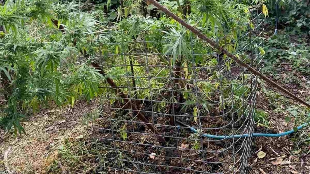Αταλάντη: Χειροπέδες σε 61χρονο για χασίς και όπλα - Είχε δενδρύλλιο και… σπάθες!