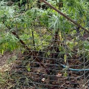 Αταλάντη: Χειροπέδες σε 61χρονο για χασίς και όπλα - Είχε δενδρύλλιο και… σπάθες!