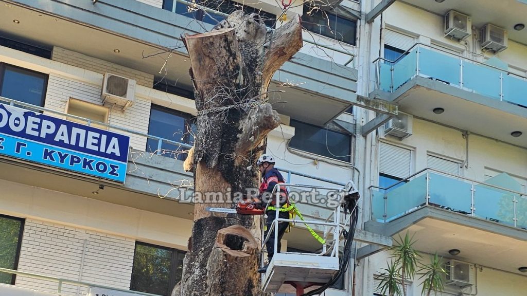 Λαμία κόπηκε ένα από τα ιστορικότερα πλατάνια της πόλης, που είχε καταστεί επικίνδυνο