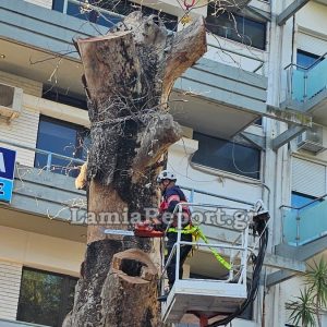 Λαμία κόπηκε ένα από τα ιστορικότερα πλατάνια της πόλης, που είχε καταστεί επικίνδυνο