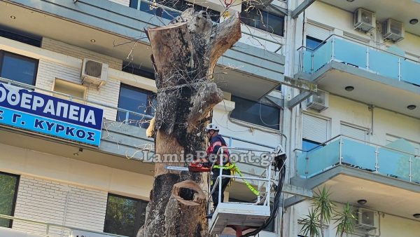 Λαμία κόπηκε ένα από τα ιστορικότερα πλατάνια της πόλης, που είχε καταστεί επικίνδυνο